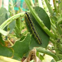 A closeup shot of a Cabbage White Butterfly caterpillar eating leaves