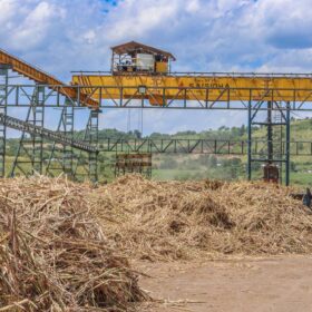 Sugarcane awaiting processing at West Valley Sugar Company.