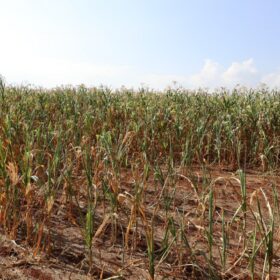 Agriculture Principal Secretary Dr. Kipronoh Ronoh Paul, CBS, engages farmers during a crop failure assessment tour in Trans Nzoia and Uasin Gishu Counties.