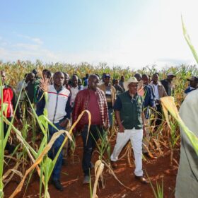 Agriculture Principal Secretary Dr. Kipronoh Ronoh Paul, CBS, engages farmers during a crop failure assessment tour in Trans Nzoia and Uasin Gishu Counties.